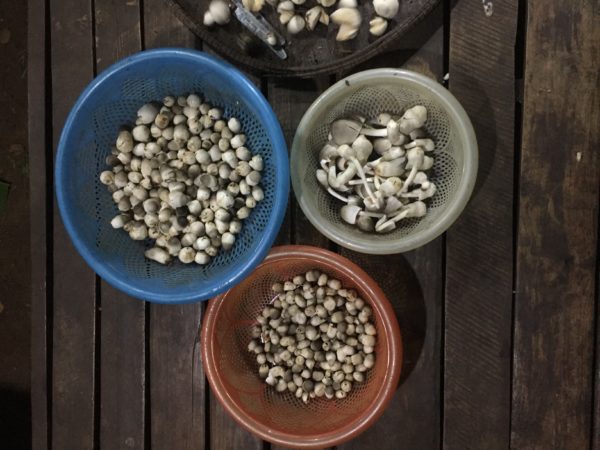 Mushrooms are graded before being sold
