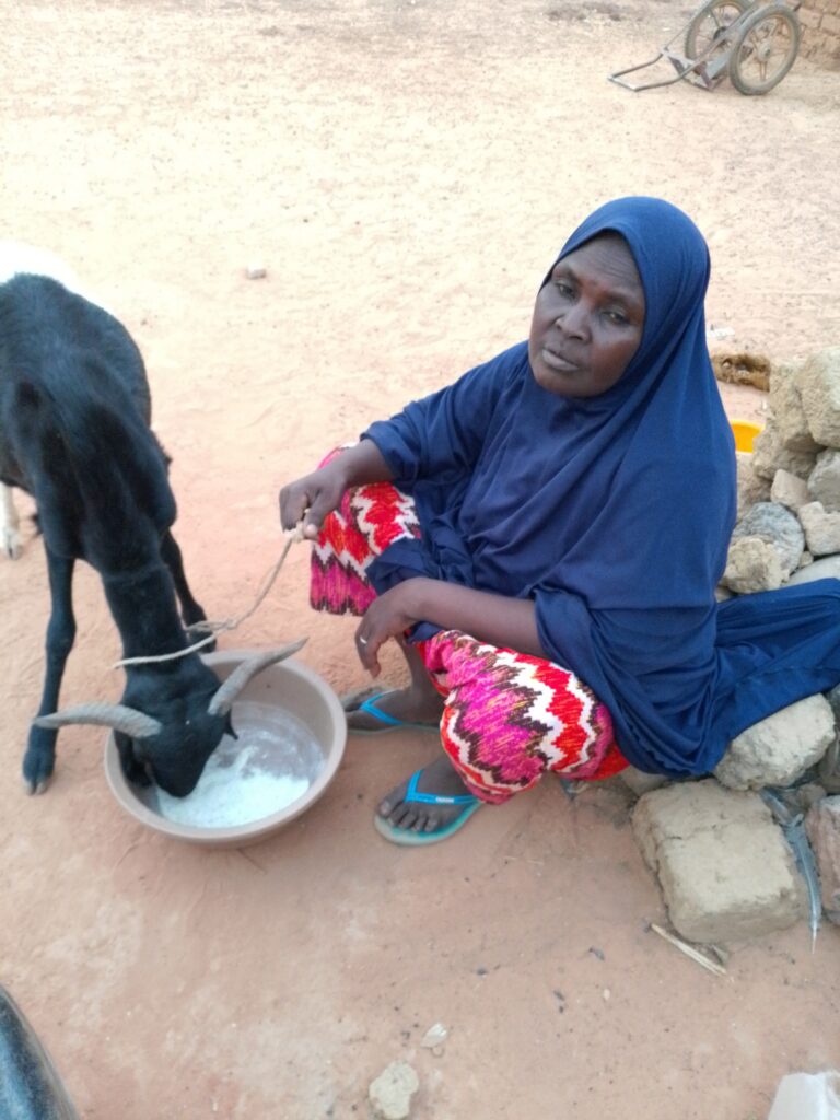 Woman sitting on the ground and holding the leash of a goat that is drinking from a basin